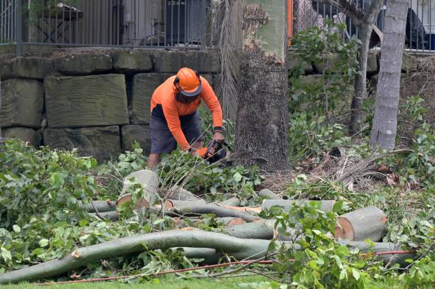 How Our Tree Care Process Works  in Richwood, TX